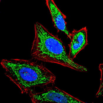 CDKN2B Antibody
