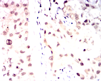 OTX2 Antibody