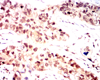 OTX2 Antibody