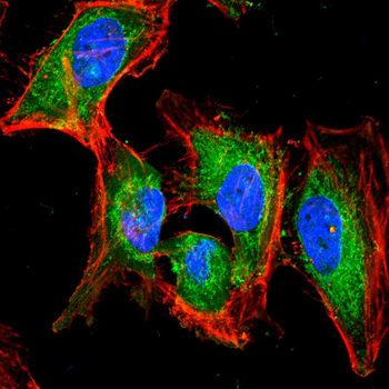 SETDB1 Antibody