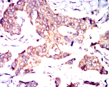 GSK3B Antibody