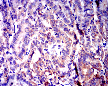 GSK3B Antibody