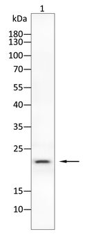 NME1 Antibody