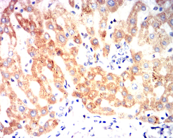 INS Antibody