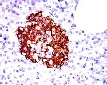 INS Antibody