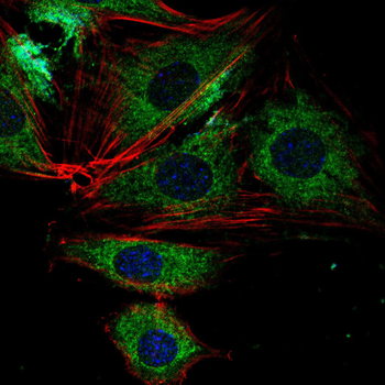 TNFSF11 Antibody
