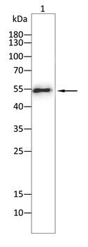 TNFSF11 Antibody