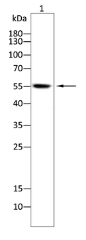 TNFSF11 Antibody