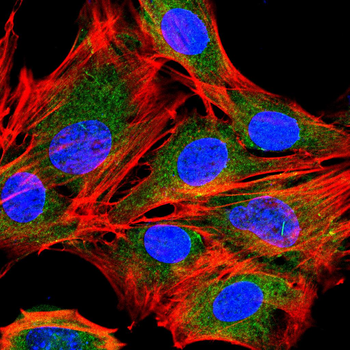 STMN1 Antibody