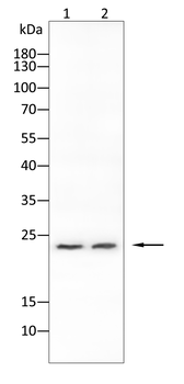 STMN1 Antibody