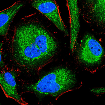 HAVCR2 Antibody