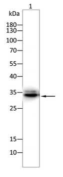 HAVCR2 Antibody