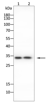 HAVCR2 Antibody