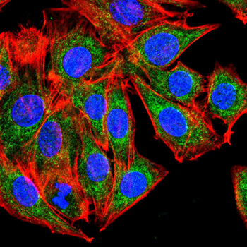 TNFRSF11B Antibody