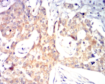 TNFRSF11B Antibody