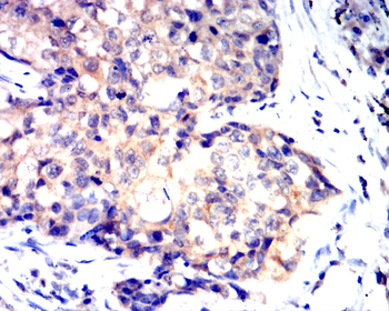 TNFRSF11B Antibody