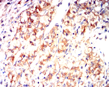 TNFRSF11B Antibody