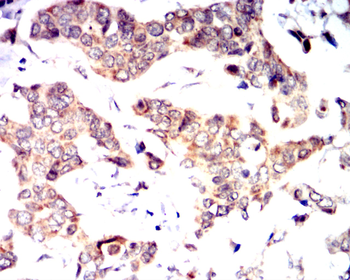 HIF1A Antibody