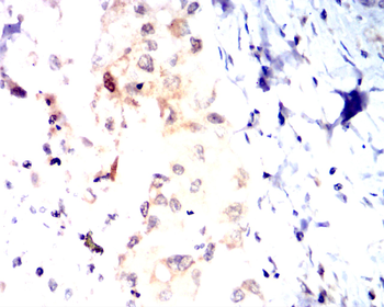 HIF1A Antibody