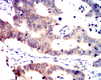 HIF1A Antibody