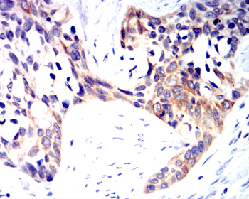 HIF1A Antibody