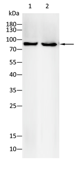 ITGB1 Antibody