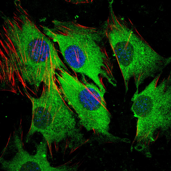 GAP43 Antibody