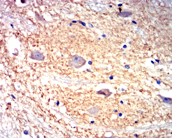 GAP43 Antibody