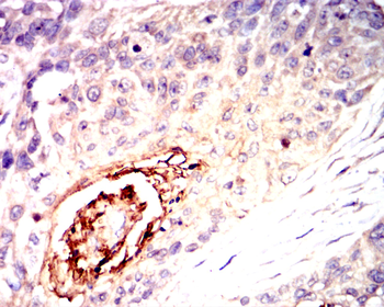 GAP43 Antibody