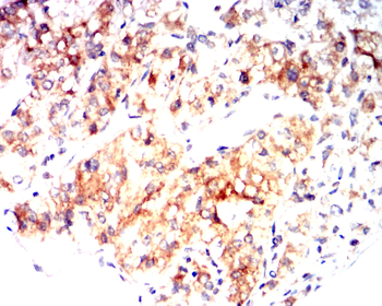 GAP43 Antibody