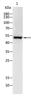 GAP43 Antibody