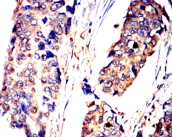 LDHA Antibody