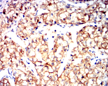 LDHA Antibody