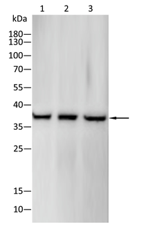 LDHA Antibody