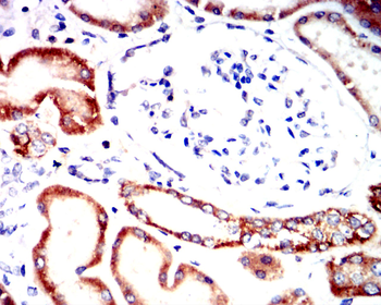 PTPRB Antibody