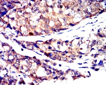 PTPRB Antibody