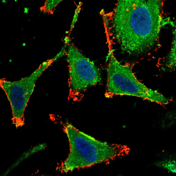 FBXL2 Antibody