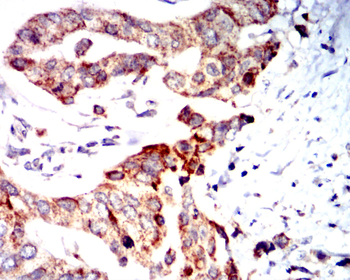 CCNA2 Antibody