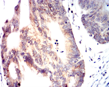 CCNA2 Antibody