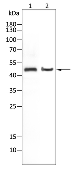 CCNA2 Antibody