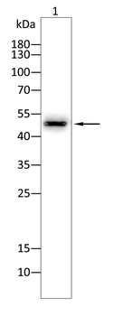 CCNA2 Antibody