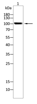 NRP1 Antibody