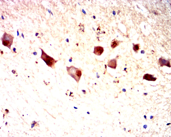LEP Antibody