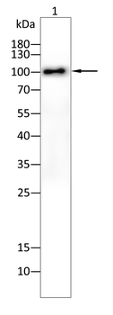 Hemgglutinin Gene Antibody