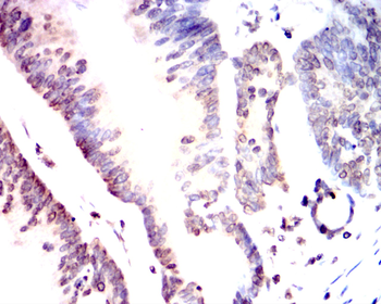 SIRT1 Antibody