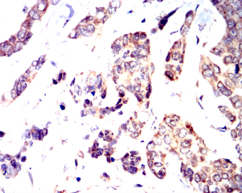 POU5F1 Antibody