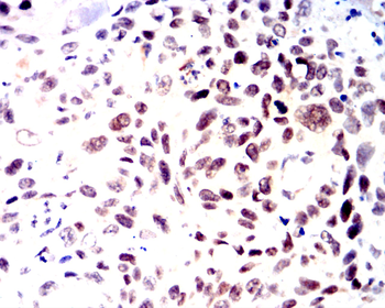 POU5F1 Antibody