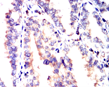 POU5F1 Antibody