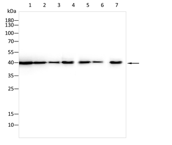 POU5F1 Antibody
