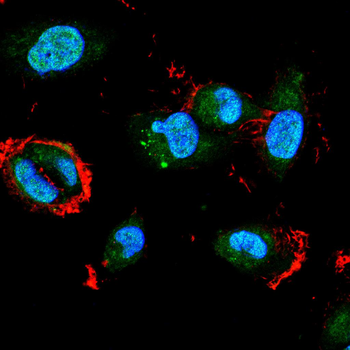 PMS2 Antibody